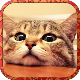 Cat Runaway on Valentine Day - Cute Kitten Games app icon
