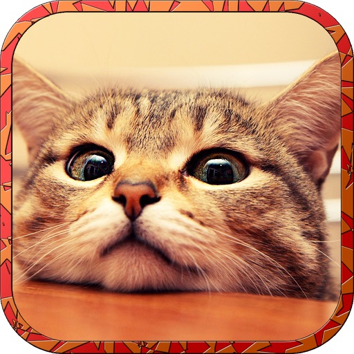 Cat Runaway on Valentine Day - Cute Kitten Games icon