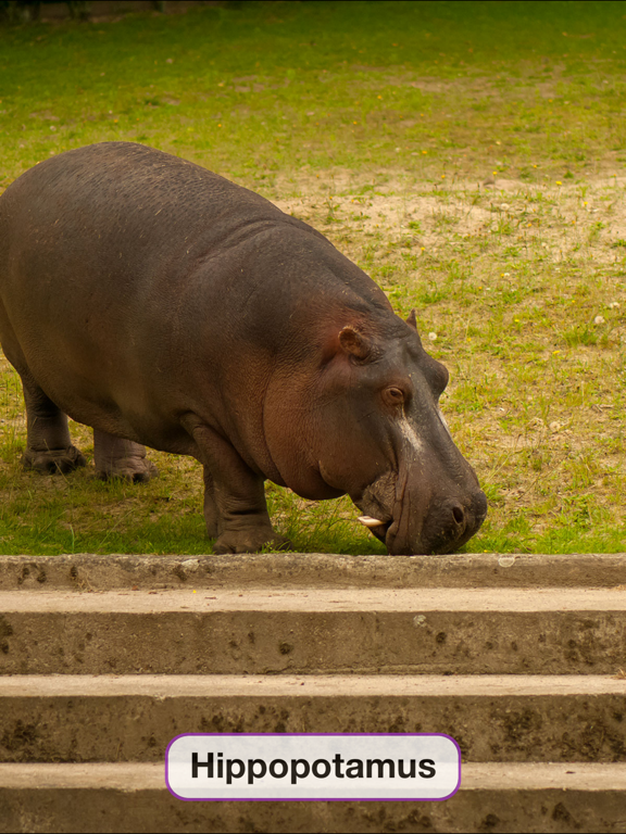 Baby Learning Flashcards: Toddler Kids Games Free iPad screenshot 5 - Games app