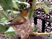 live bird watching ipad resimleri 4