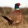 Pheasant Sounds delete, cancel