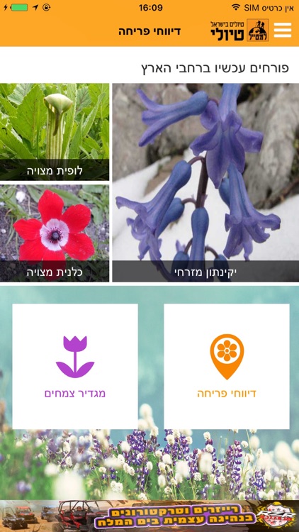 דיווחי פריחה טיולי