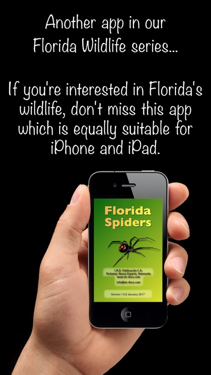 Florida Spiders - Guide to Common Species