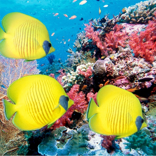 Fish Encyclopedia Pro Fish Encyclopedia Pro