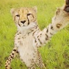 Cheetah Photo App