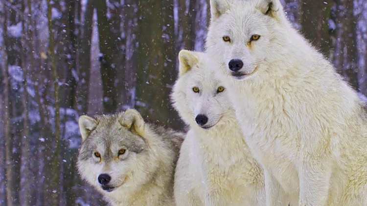 Wild Animal Hunting : 3D Sniper Safari Simulation