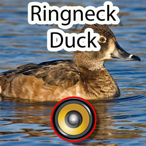 Real Ringneck Duck Calls & Sounds iOS App