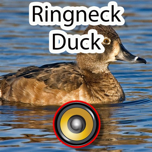 Real Ringneck Duck Calls & Sounds icon