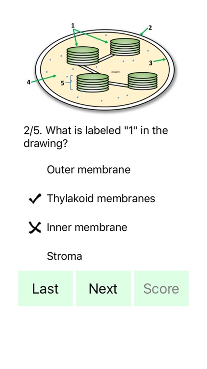 Cell Biology 101