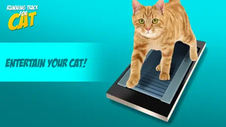 Running Track for Cat