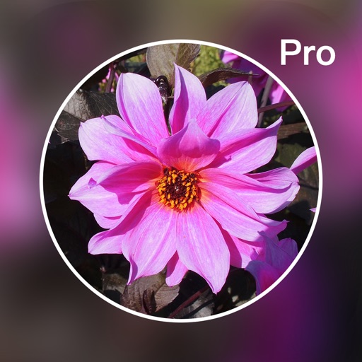 Photo Blur Editor Pro - Picture Touch Blur Effects icon