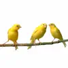 Live Bird Watching negative reviews, comments