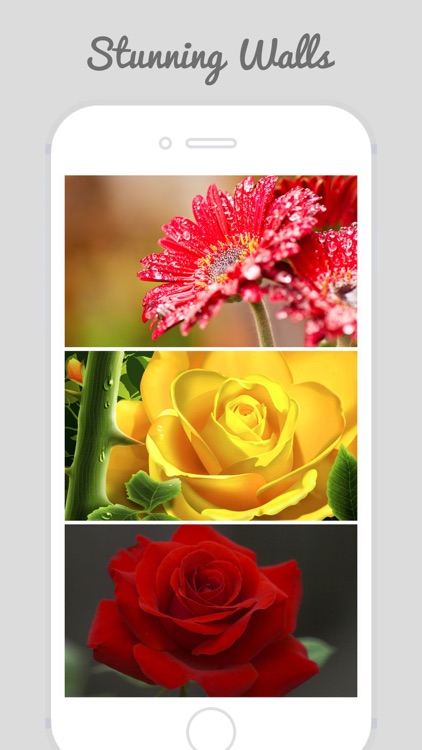 HD Flower Wallz - Flowers for Home & Lock Screens