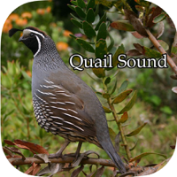 Quail Sound – California Jungle Bush Bob White