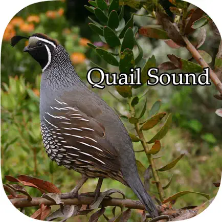 Quail Sound – California, Jungle Bush, Bob White Читы