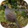 Quail Sound – California, Jungle Bush, Bob White app icon - Entertainment app for iPhone