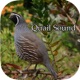 Quail Sound – California, Jungle Bush, Bob White app icon - Entertainment app for iPhone