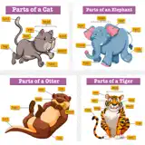 Pictures Of Animals And Their Body Parts Flashcard - アプリアイコン