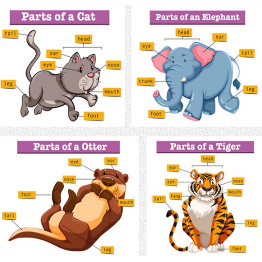 Pictures Of Animals And Their Body Parts Flashcard Icon
