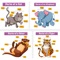 Pictures Of Animals And Their Body Parts Flashcard