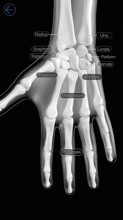 Skeletal Anatomy 3D - Quiz and Reference screenshot-0