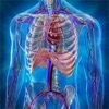 Human Anatomy Position icon