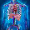 Human Anatomy Position