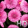 Pink Flowers HD WallPapers & Background Free