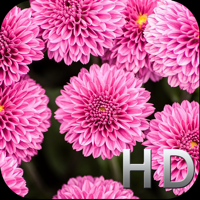 Pink Flowers HD WallPapers and Background Free