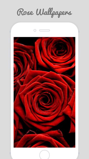 Trendy Roses - Best Collection of Rose Wallpapers(圖4)-速報App