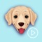 * Exclusive and best animated emoji app for Golden Retriever Lovers