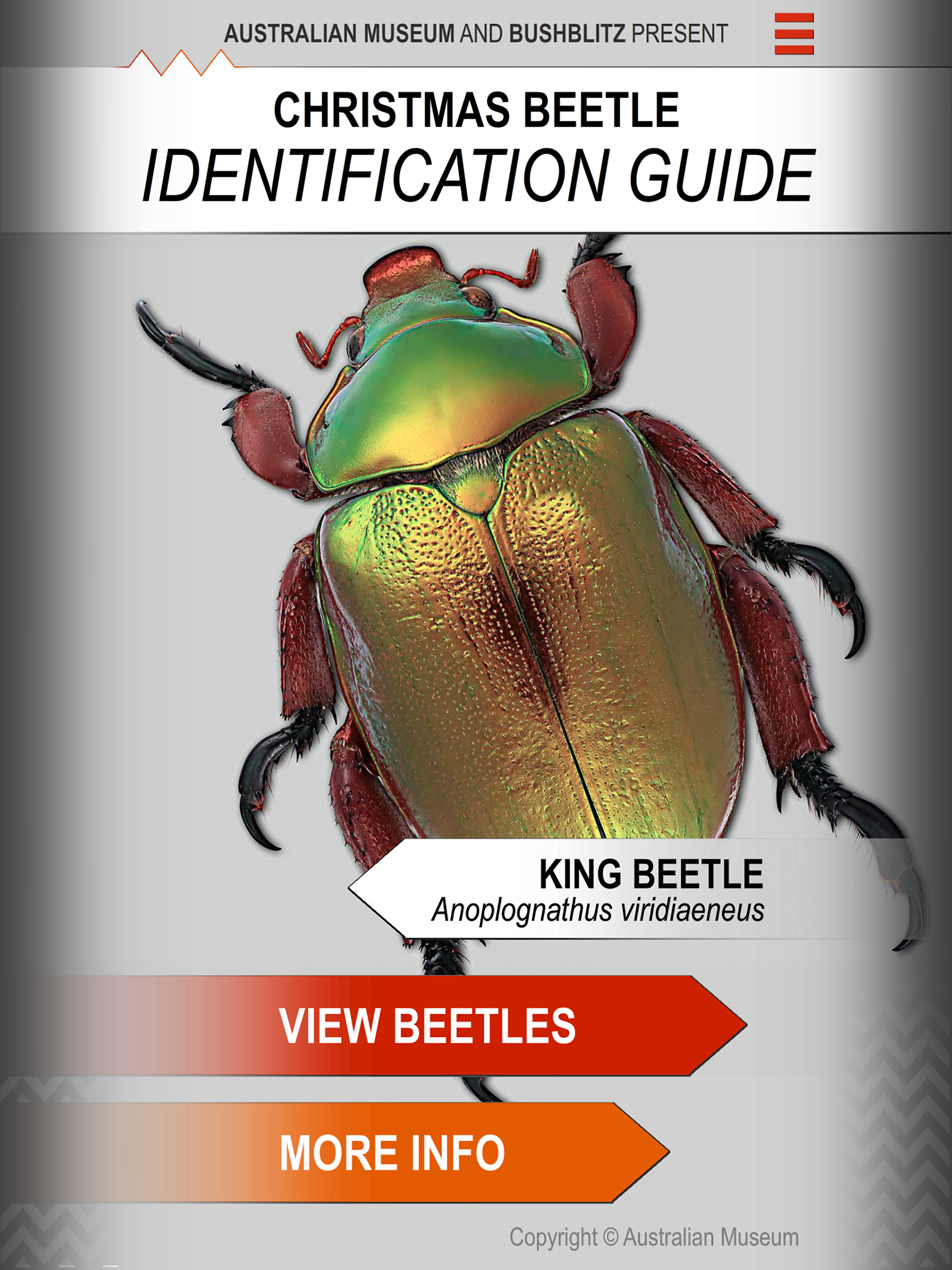 Xmas Beetle ID Guide