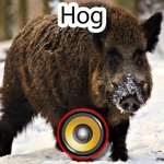 Download Real Hog Hunting Calls & Sounds app