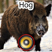 Real Hog Hunting Calls & Sounds
