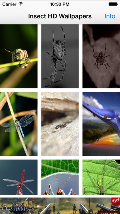 Insect Wallpapers-Best Nature Backgrounds & Images