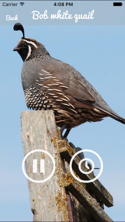 Quail Sound – California, Jungle Bush, Bob White