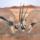 Mammals of the Southern African Subregion app icon - Reference app for iPhone