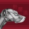 Canine AcuPoints