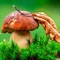 Mushrooms Pro - a collection with most interesting mushroom species with photos and info