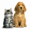 Pet Collection is a collection with most beautiful photos and detailed information about world's most favorite pet