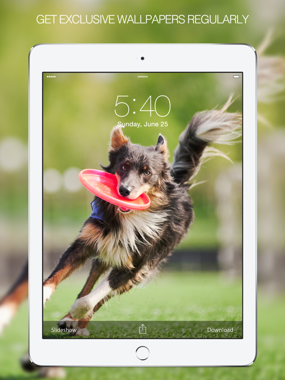 Screenshot #6 pour Dog Wallpapers & Pictures – Cute Dogs