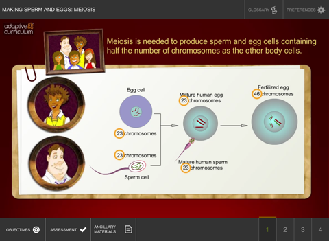 Making Sperm and Eggs: Meiosis screenshot 2