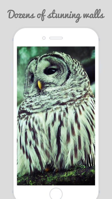 How to cancel & delete Owl Wallpapers - Stunning Collections Of Owl from iphone & ipad 1