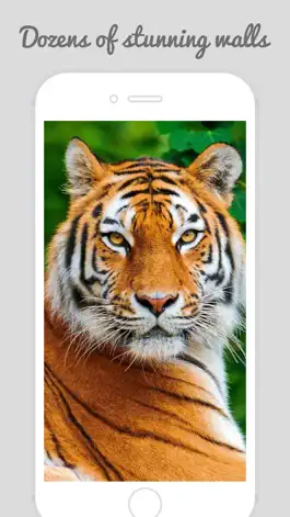 Game screenshot Tiger Wallpapers - Best Animal Background hack