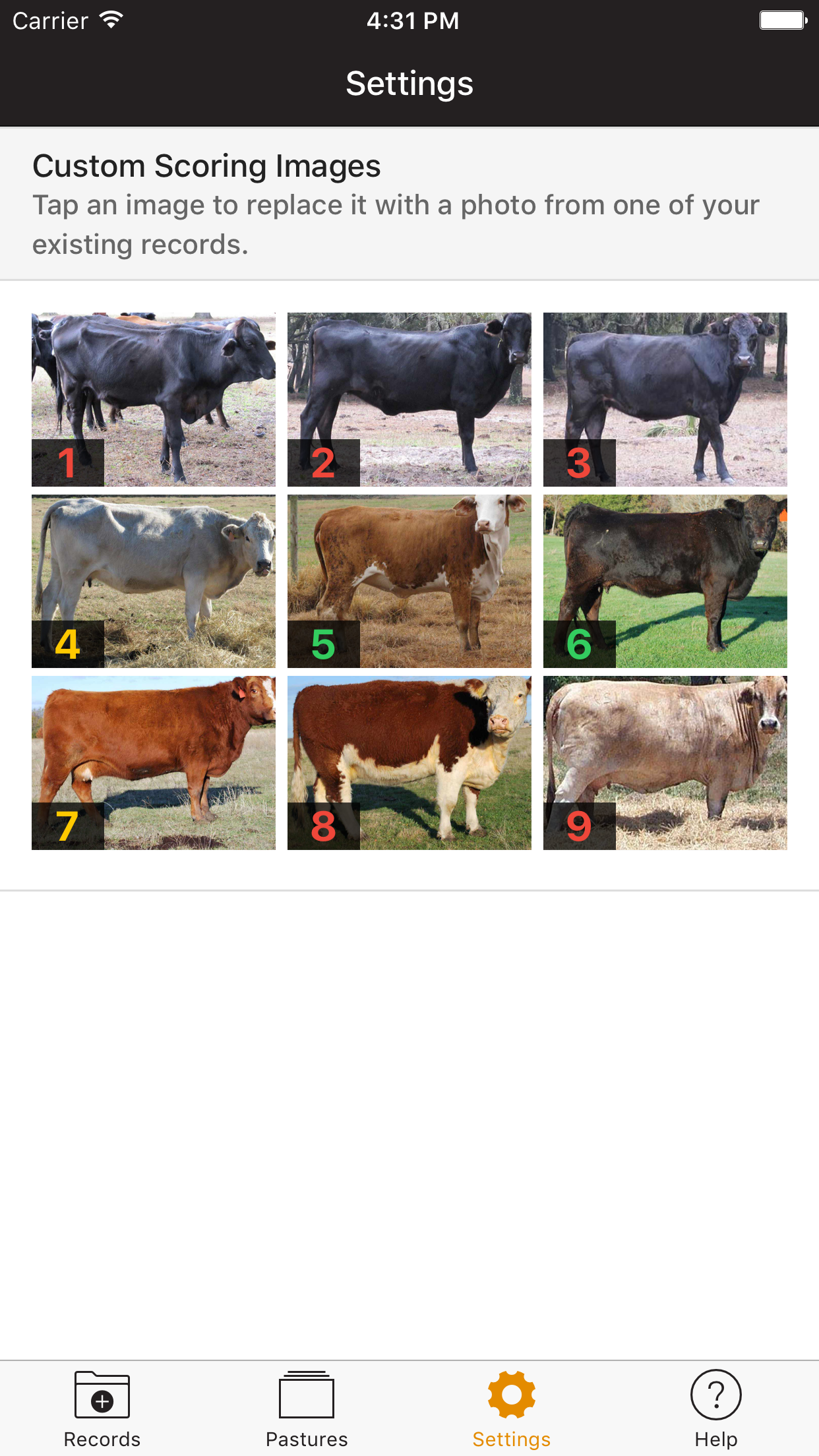 Beef Cow BCS