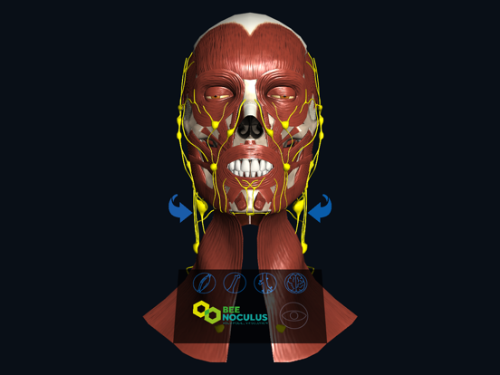Screenshot #4 pour Head Anatomy - Virtual Reality Medicine