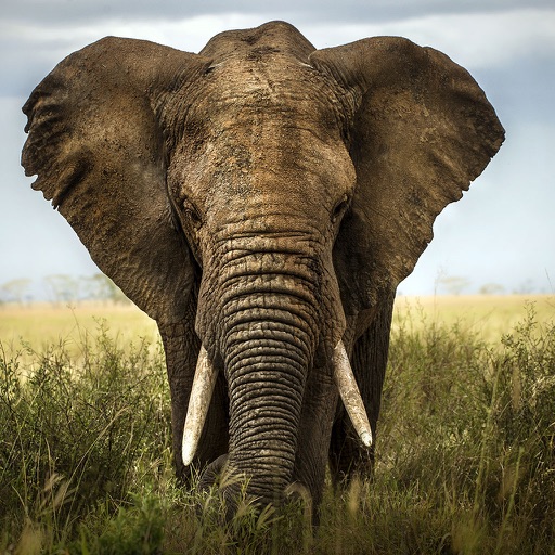 Elephant Simulator 3D : A Commando Hunting Game