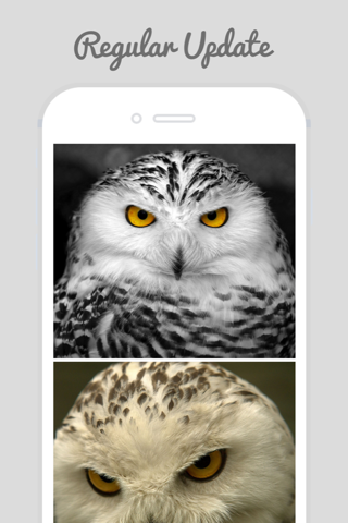 Owl Wallpapers - Stunning Collections Of Owl screenshot 4