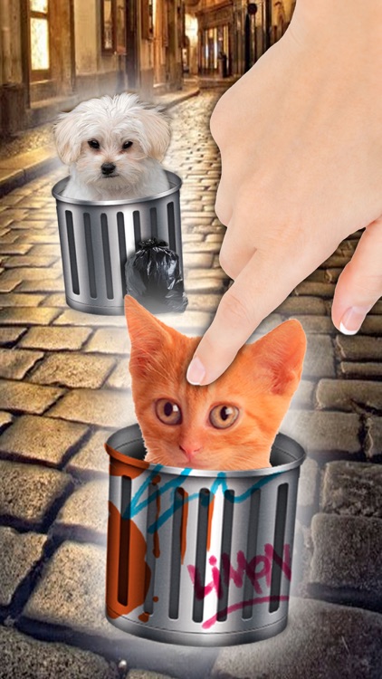 Hello cute cats – Kittens in the world & cat game