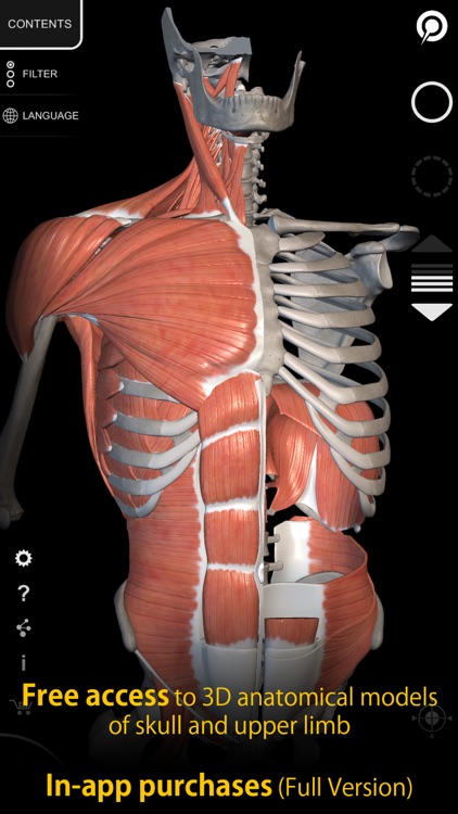 Muscle | Skeleton - 3D Atlas of Anatomy